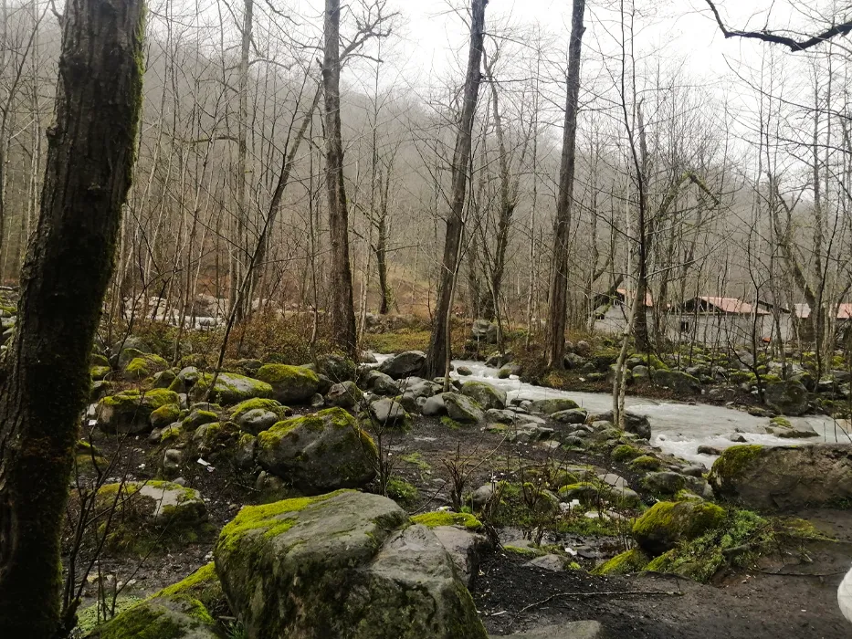 forests in Tonekabon