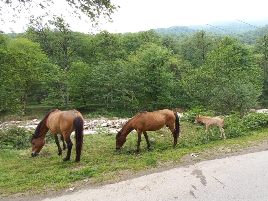 forests in Tonekabon