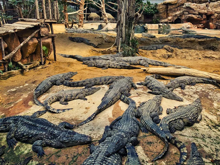 Qeshm Crocodile Park