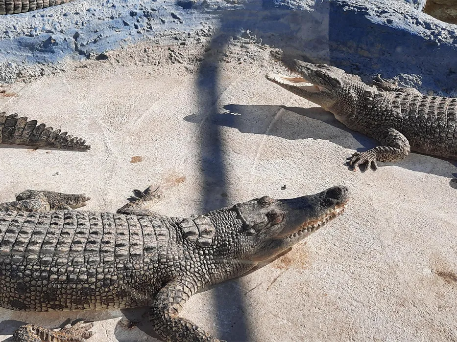 Qeshm Crocodile Park 