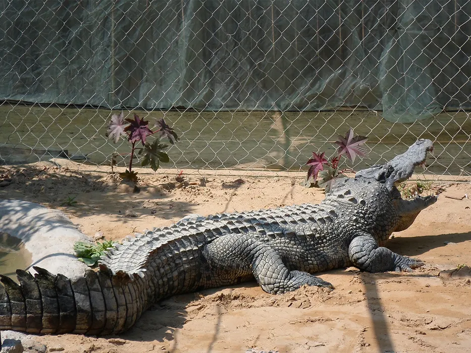 Qeshm Crocodile Park 
