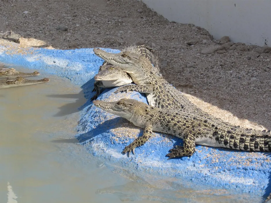 Qeshm Crocodile Park