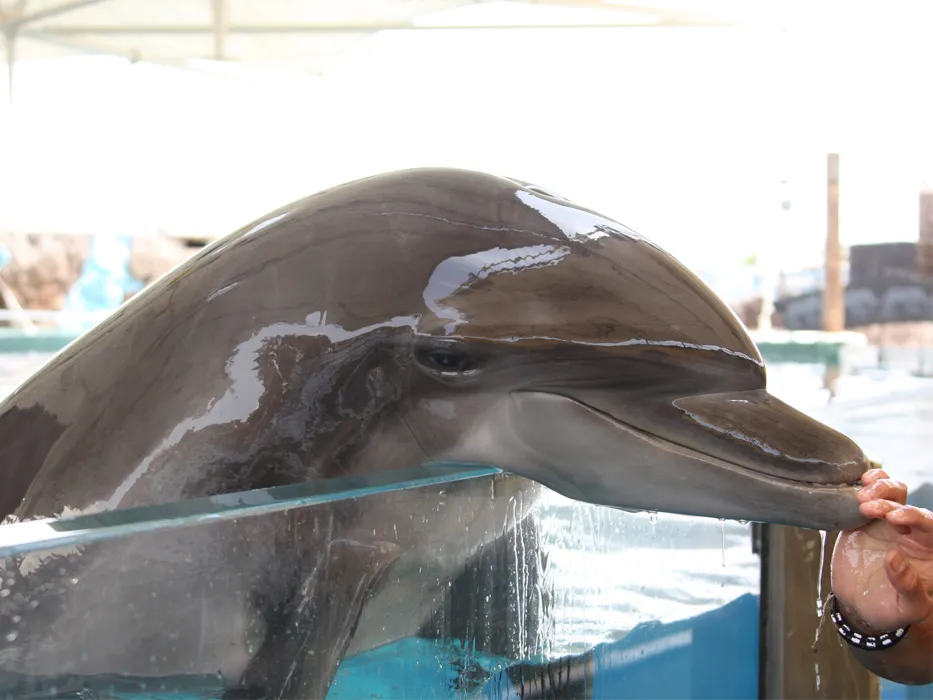 Kish Dolphin Park 