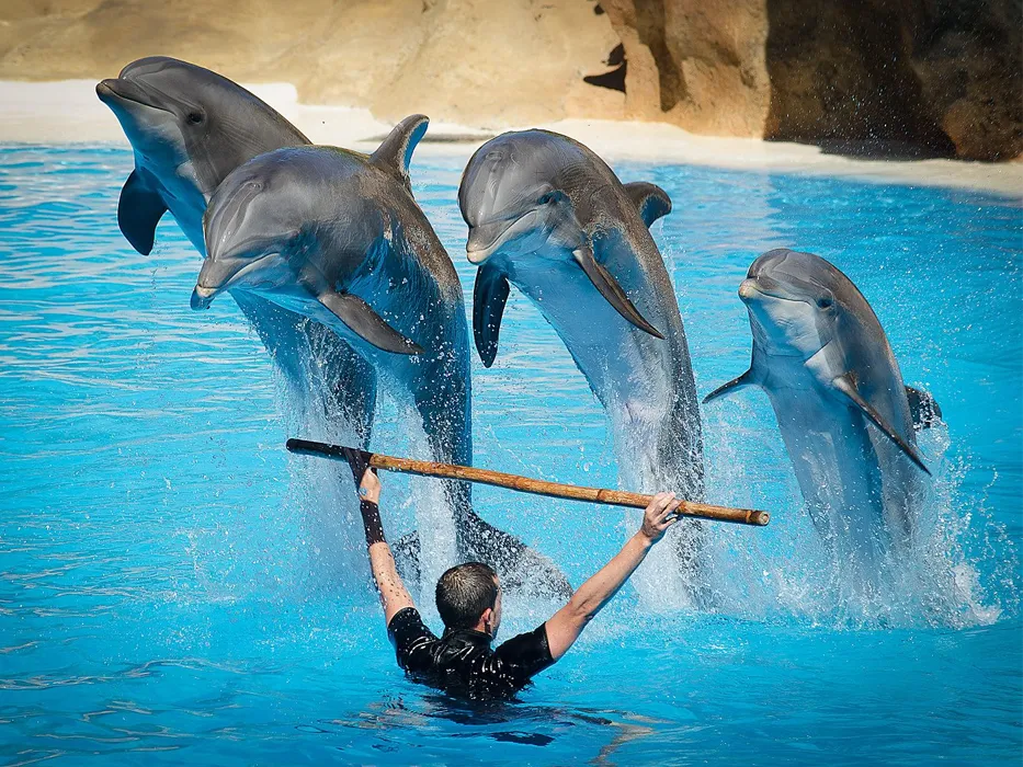 Kish Dolphin Park 
