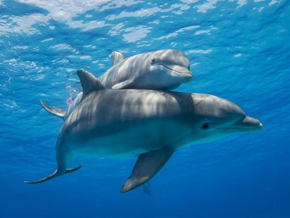 Kish Dolphin Park 