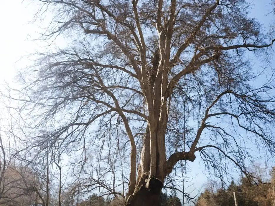 Rahmat tree