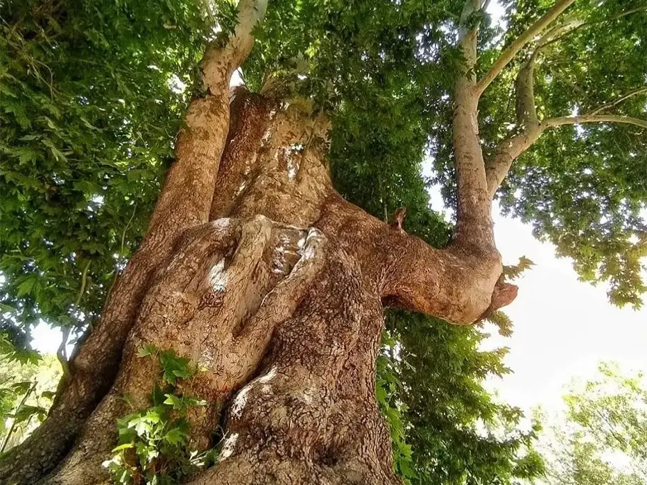 Rahmat tree