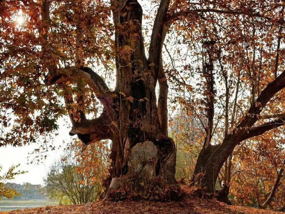 Rahmat tree