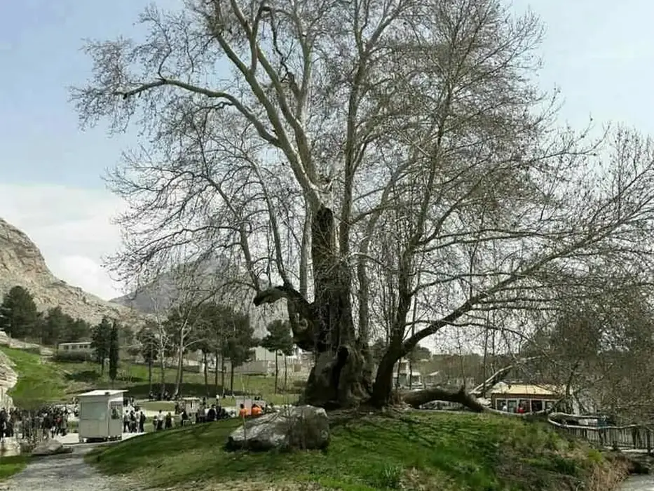 Rahmat tree